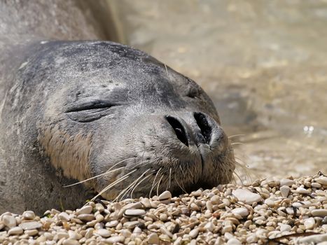 Mediterranean monk seal relax on pebble 