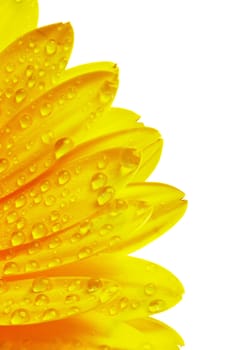 Frame of Yellow Gerbera Petals with Water Droplets Isolated on White background