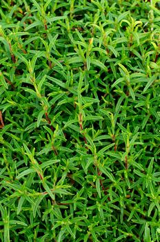 Background of Fresh Tarragon Leaves closeup Outdoors