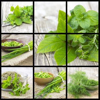 collection of freshly harvested herbs