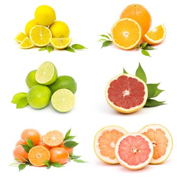 collection of fresh citrus fruit