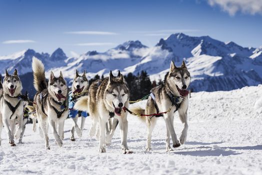 musher dogteam driver and Siberian husky at snow winter competition race in forest