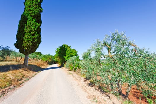 Dirt Road between Olive Groves in Tuscany, Italy