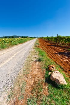 Dirt Road between Sunflower Field and Vineyards in Tuscany, Italy