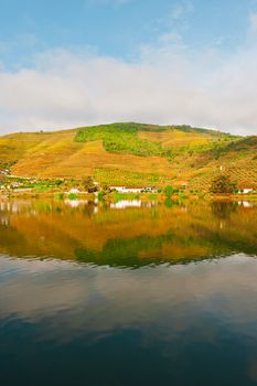 Vineyards in the Valley of the River Douro, Portugal