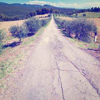 Olive Alley Leading to the Farmhouse in Tuscany, Instagram Effect