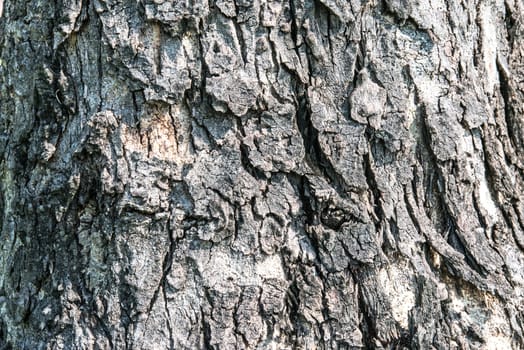 old wood cracked tree bark texture