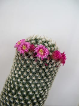 Detail of a cactus with white base of the thorns and pink flower. Neutral background.