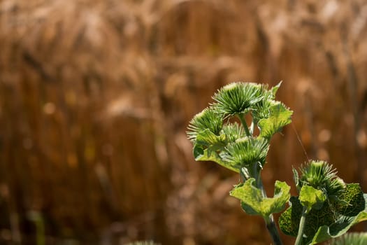 Fresh green color of the thistle. Ripe rye field in the background.