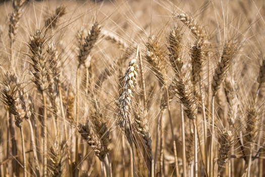 Detail of the field with golden colored ripe rye.