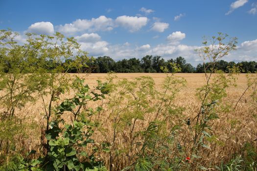 Golden color of the ripe cereals. In the background of the field there is a small forrest.