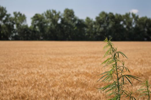 Golden color of the ripe cereals. In the background of the field there is a small forrest. In the foreground a cannabis plant.