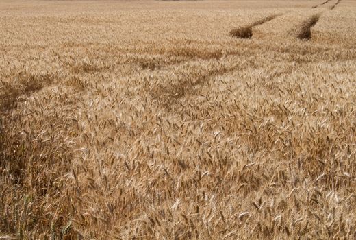 Golden color of the ripe cereals field.