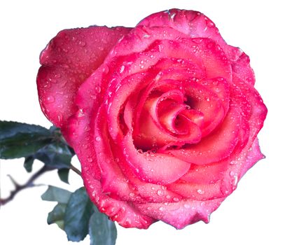 Single beautiful red rose isolated on the white background