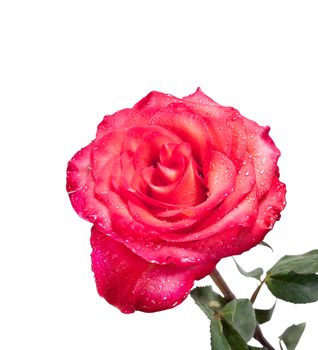 Single red rose isolated on the white background