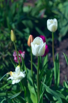 Beautiful white tulips in a sunny spring garden