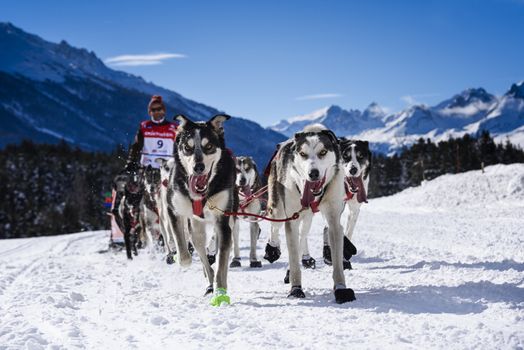 SARDIERES VANOISE, FRANCE - JANUARY 20 2016 - the GRANDE ODYSSEE the hardest mushers race in savoie Mont-Blanc, Christian MOSER, swiss musher, Vanoise, Alps