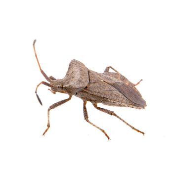 Brown Dock Bug isolated on a white background