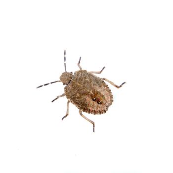 Brown Dock Bug isolated on a white background