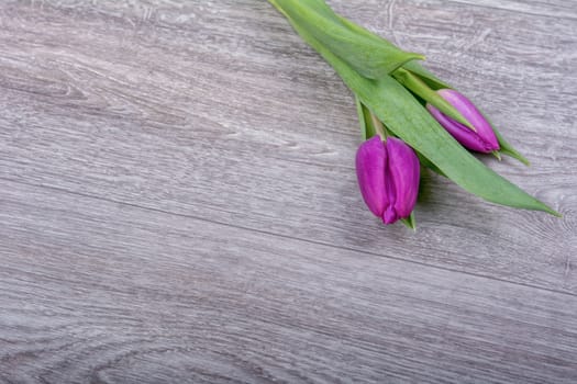 Two purple tulips on a wooden background