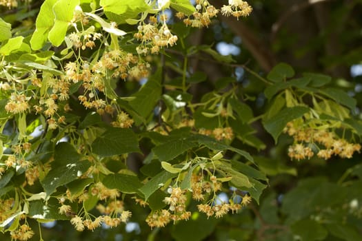 blooming linden tree (Tilia platyphyllos) on background sky