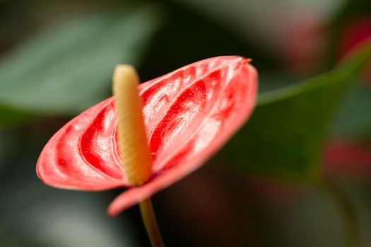 Red and Yellow Caladium