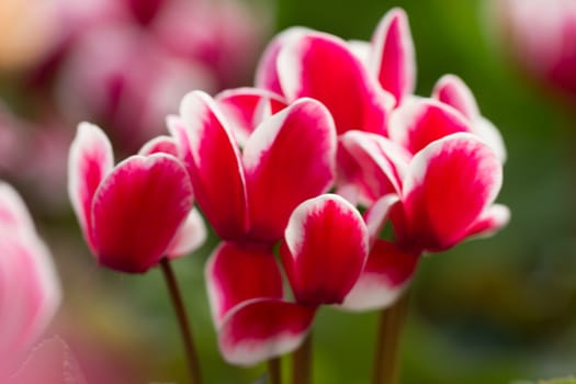 Red and White Tulips in the morning light