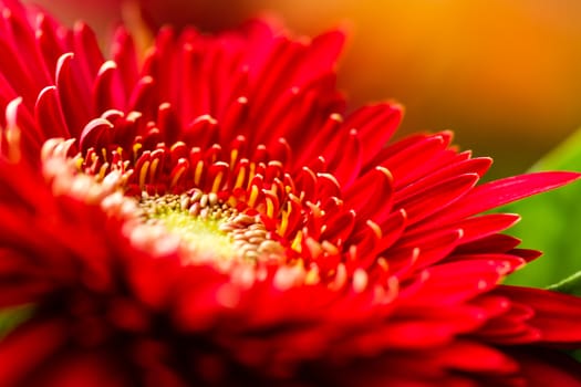 Red Daisy Close up