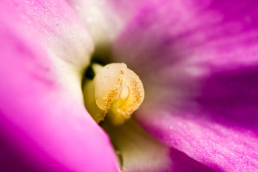 Purple Flower Close Up with stigma