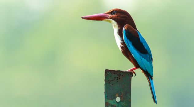 White Throated king fisher standing on a metal pole