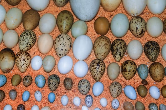 Collection of various birds' eggs of different bird species.