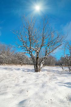 Winter icy forest