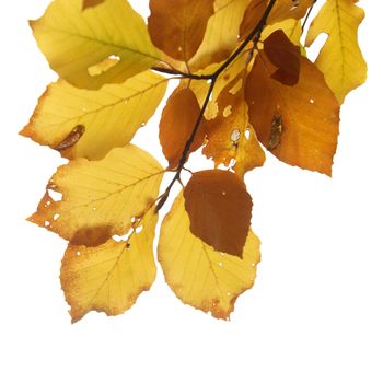 Autumn leaves isolated on the white background