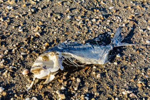 Fish skeleton lying on the sand of the lagoon.