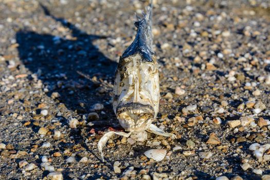 Fish skeleton lying on the sand of the lagoon.