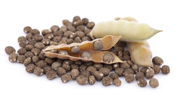 dry grain lupin (Lupinus angustifolius) on white background