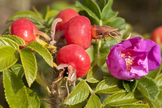 pink developed  briar rose and fruit on bush