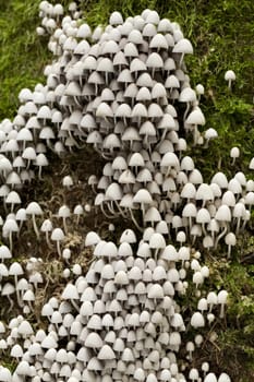  tree trunk of overgrown fungus ( Coprinus disseminatus)