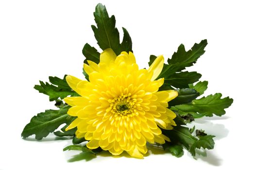 The photograph shows a chrysanthemum on a white background