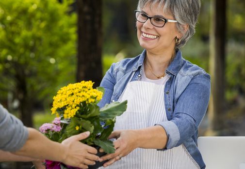 Beautiful mature woman working in a greenhouse holding flowers on her hands