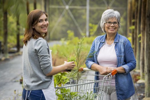Florist helping a elderly female customer choosing plants