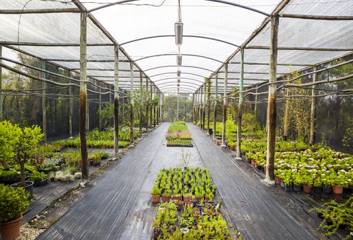 View of a greenhouse full of plants