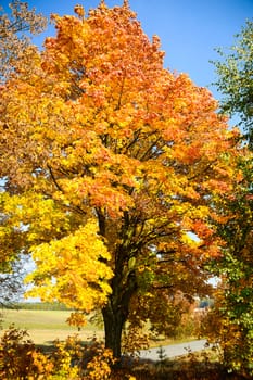 autumn background with colored leaves on wooden board