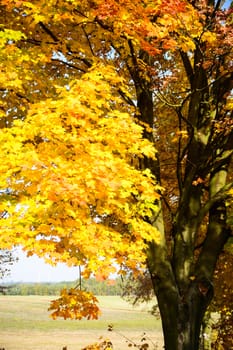 autumn background with colored leaves on wooden board