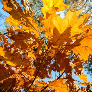 natural background with colored leaves, nature series