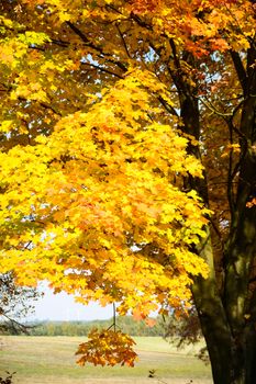 autumn background with colored leaves on wooden board
