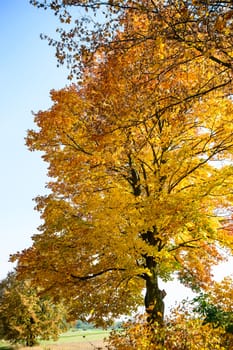 autumn background with colored leaves on wooden board