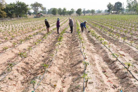 cassava,
manioc.
tapioca field growing with drip irrigation system in the countryside