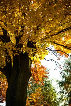 autumn background with colored leaves on wooden board