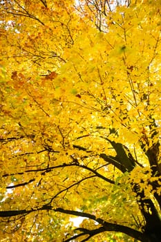 autumn background with colored leaves on wooden board